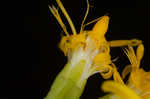 Ouachita Mountain goldenrod